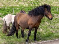 Dunkelbraunes Islandpferd mit schwarzer Mähne am Straßenrand
